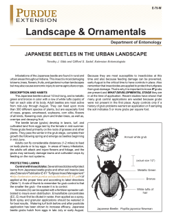 Landscape &amp; Ornamentals JAPANESE BEETLES IN THE URBAN LANDSCAPE Department of Entomology E-75-W