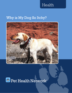 Why is My Dog So Itchy? ®