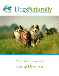 Dogs Naturally Lyme Disease The Hidden Secrets of