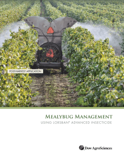 Mealybug Management  Using Lorsban advanced insecticide