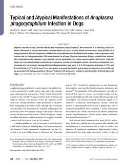 Anaplasma phagocytophilum Typical and Atypical Manifestations of Infection in Dogs