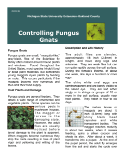 Controlling Fungus Gnats