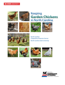 Garden Chickens Keeping in North Carolina