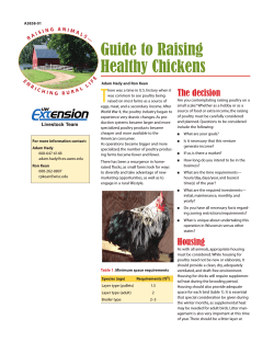 T Guide to Raising Healthy Chickens The decision