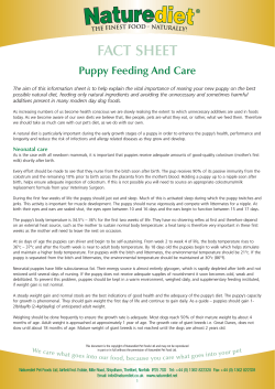 FACT SHEET Puppy Feeding And Care