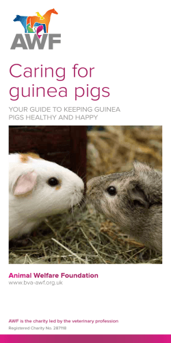 Caring for guinea pigs YOUR GUIDE TO KEEPING GUINEA PIGS HEALTHY AND HAPPY