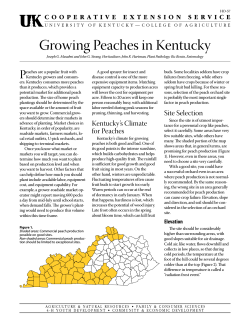 Growing Peaches in Kentucky