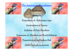 The Azurescens Foundation