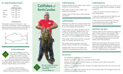 Catfishes  of