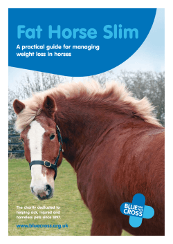 Fat Horse Slim A practical guide for managing weight loss in horses www.bluecross.org.uk