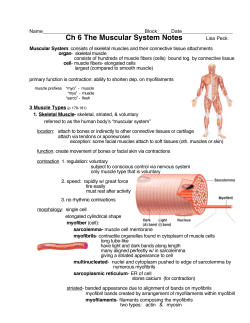 Ch 6 The Muscular System Notes