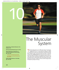 10 The Muscular System T
