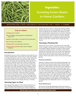 Growing Green Beans in Home Gardens Vegetables: