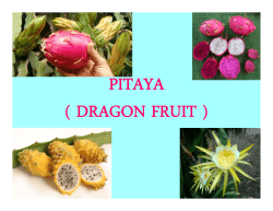 PITAYA ( DRAGON FRUIT ) ( )