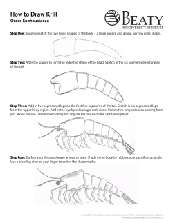 How to Draw Krill Order Euphausiacea