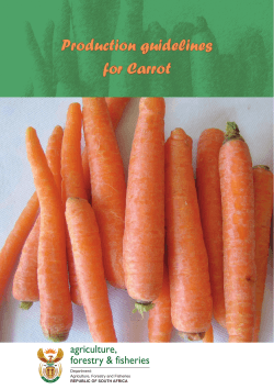 Production guidelines for Carrot agriculture, forestry &amp; fisheries