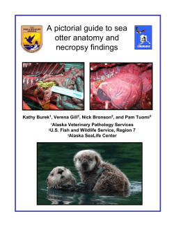 A pictorial guide to sea otter anatomy and necropsy findings