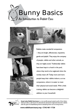 Bunny Basics An Introduction to Rabbit Care