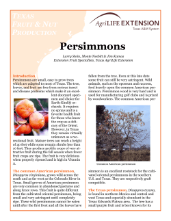 Persimmons T  F