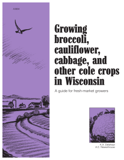 Growing broccoli, cauliflower, cabbage, and