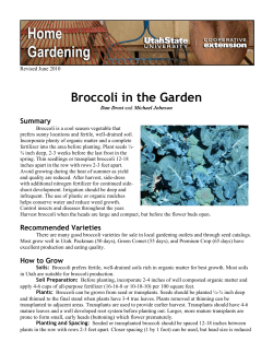 Broccoli in the Garden Summary