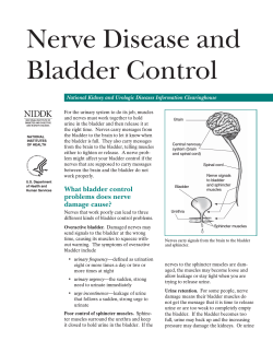 Nerve Disease and Bladder Control National Kidney and Urologic Diseases Information Clearinghouse