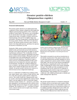 Greater prairie-chicken Tympanuchus cupido General information