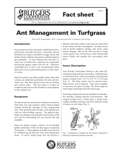 Fact sheet Ant Management in Turfgrass Introduction