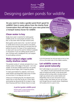 Designing garden ponds for wildlife For the perfect wild life