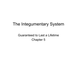 The Integumentary System Guaranteed to Last a Lifetime Chapter 5