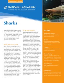 Sharks NO BONES ABOUT IT KEY TERMS FACT SHEET FROM THE EDUCATION DEPARTMENT