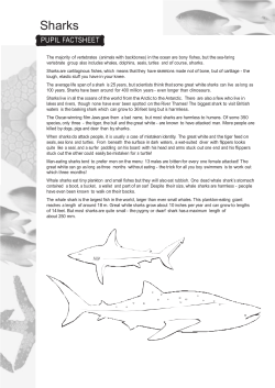Sharks  PUPIL FACTSHEET