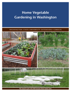 Home Vegetable Gardening in Washington
