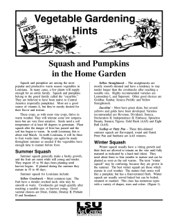 Vegetable Gardening Hints Squash and Pumpkins in the Home Garden