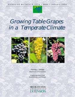 Growing Table Grapes in a  Temperate Climate