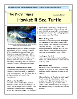 Hawksbill Sea Turtle The Kid’s Times: Volume I, Issue 1