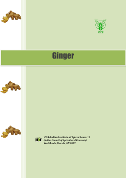 Ginger  ICAR-Indian Institute of Spices Research Kozhikode, Kerala, 673 012