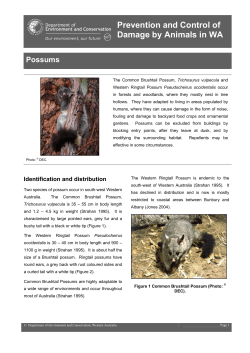 Prevention and Control of Damage by Animals in WA Possums