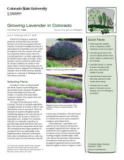 Growing Lavender in Colorado