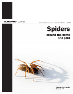 Spiders around the home and yard HOMEOWNER