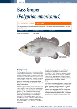 Bass Groper Polyprion americanus exPloitation status undeFined