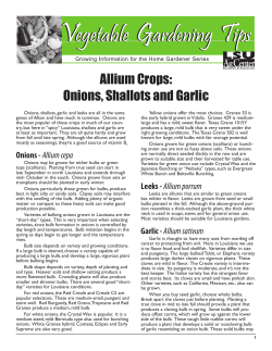 Onions, shallots, garlic and leeks are all in the same