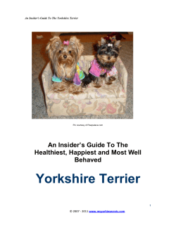 Yorkshire Terrier An Insider’s Guide To The Healthiest, Happiest and Most Well Behaved