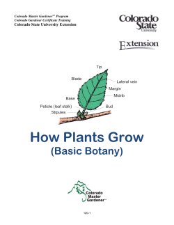 How Plants Grow (Basic Botany) Colorado State University Extension