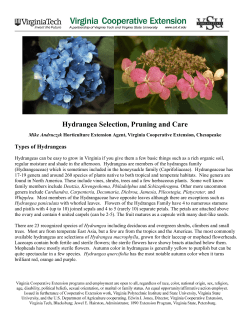 Hydrangea Selection, Pruning and Care Types of Hydrangeas