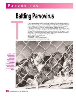 T Battling Parvovirus P A R V O V I R U S