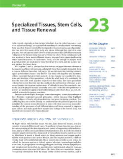23 Specialized Tissues, Stem Cells, and Tissue Renewal In This Chapter
