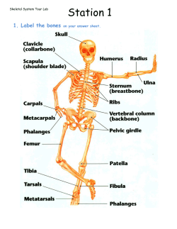 Station 1 1. Label the bones on your answer sheet.