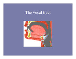 The vocal tract