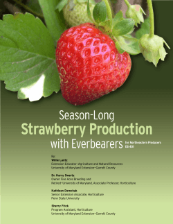 Strawberry Production  with Everbearers for Northeastern Producers